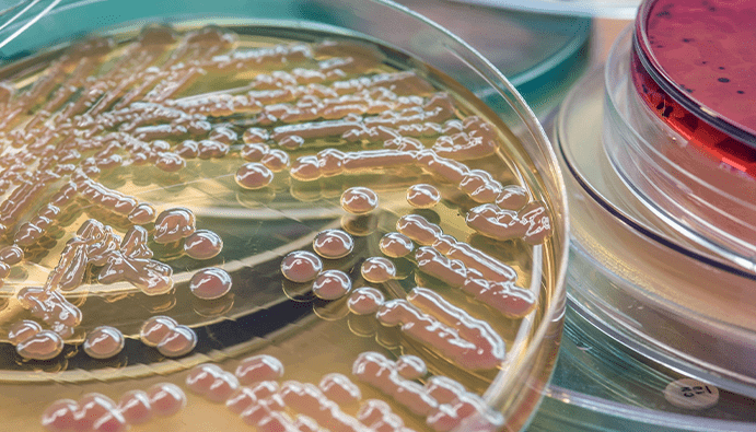 Isıya Dirençli Campylobacter Türlerinin Aranması